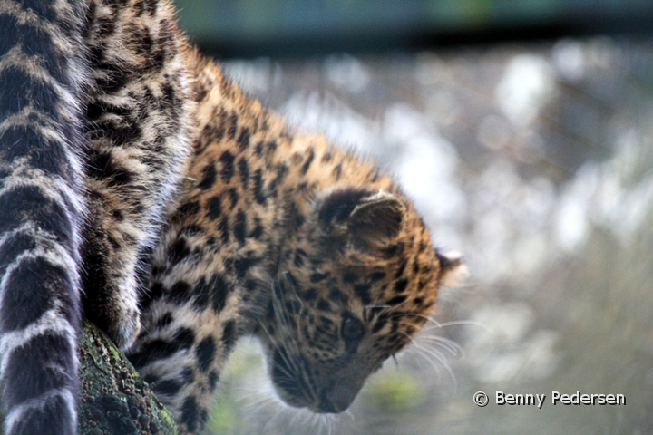 Amurleopard unge 1.jpg - Amur leopard unge (Panthera pardus orientalis)